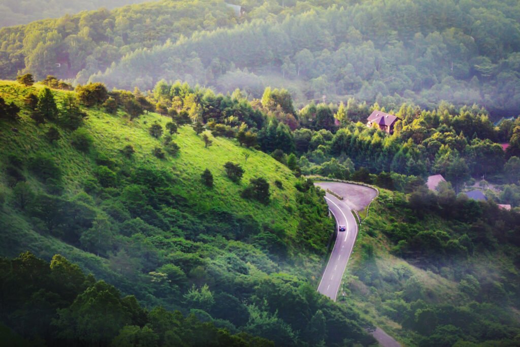 scenic-view-trees-forest